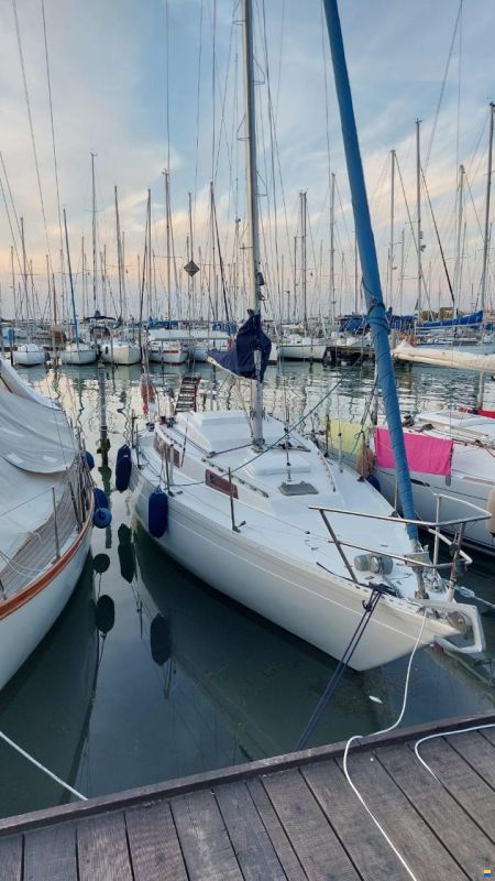Artmare Cat 33