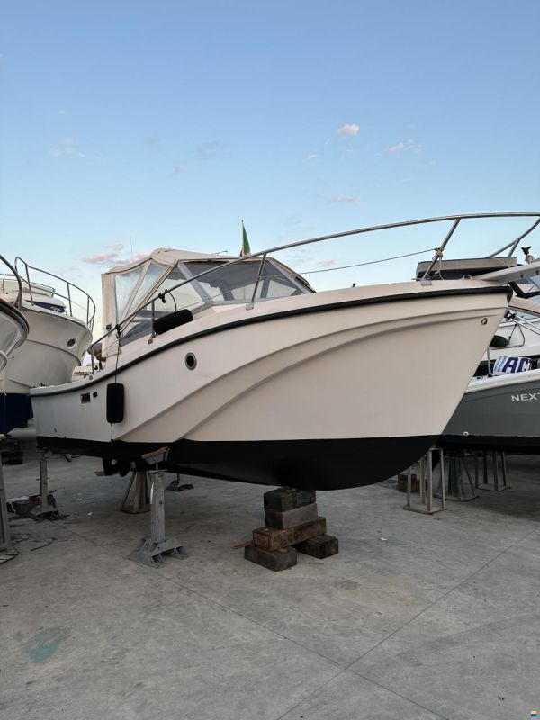Mare Zeta Phoenix 21