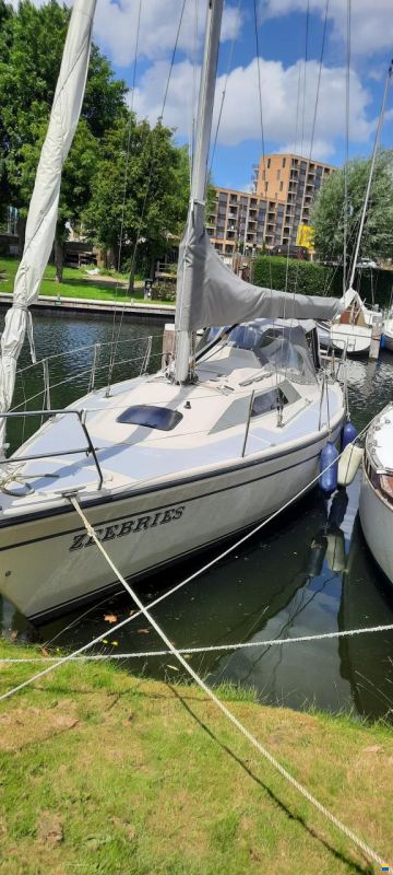 Dehler 31