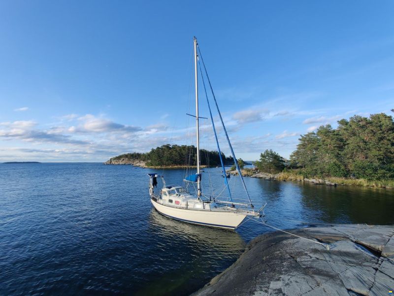 Harmony 31