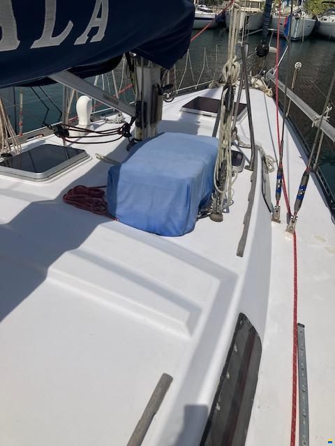 Manta Koala 38