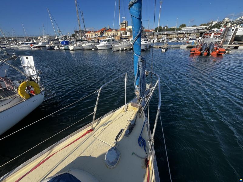 Samphire 29