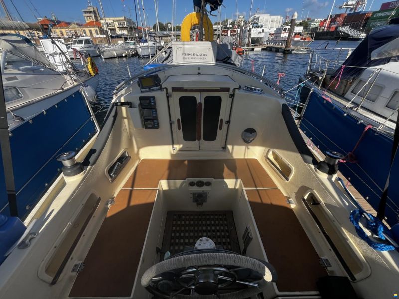 Samphire 29