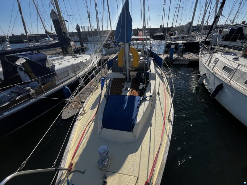 Samphire 29