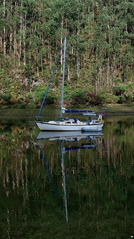 Samphire 29