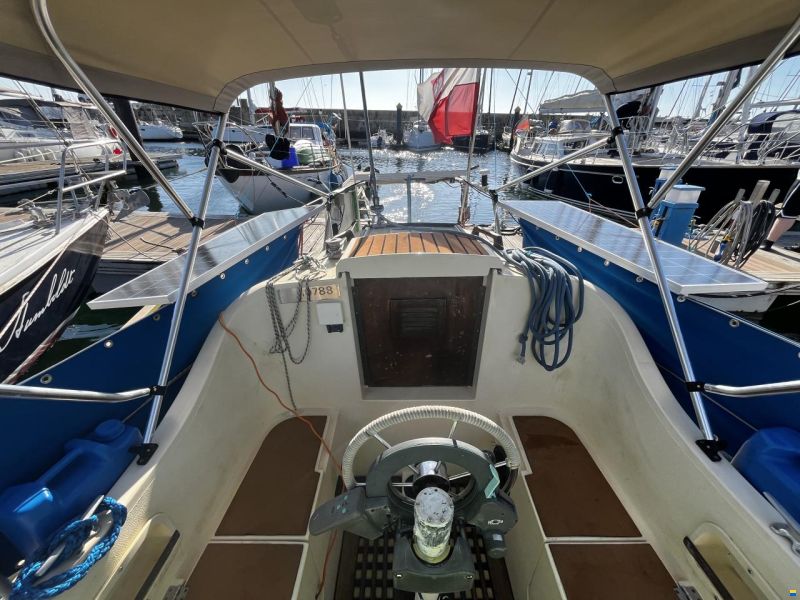 Samphire 29