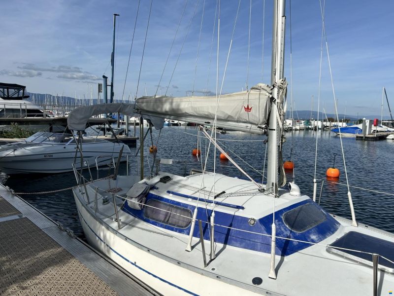 Mallard Ecume de Mer