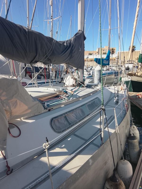 Levrier de Mer 34