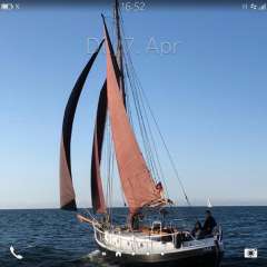 Danish Rose 31