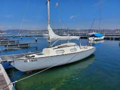 Shark 24