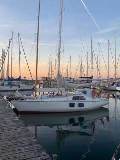 Scampi 30 von Peter Norlin gezeichnet