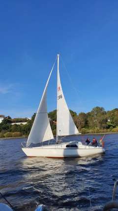 Scampi 30 von Peter Norlin gezeichnet