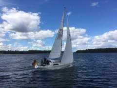 Scampi 30 von Peter Norlin gezeichnet