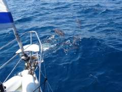 Gibert Marine GibSea 106