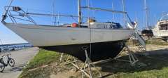 Great Dane 28