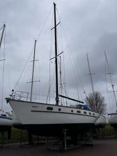 Hartley Golden Corwie 37