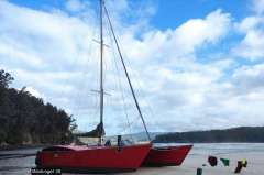 Wadvogel 38