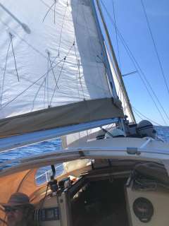 Klaus Baess Great Dane 28