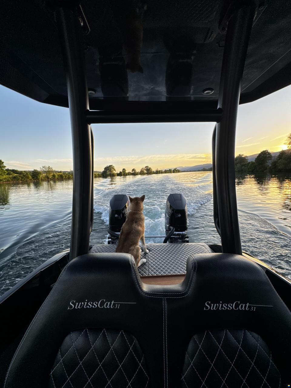 Swiss Cat 31