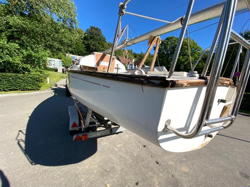 Shark24