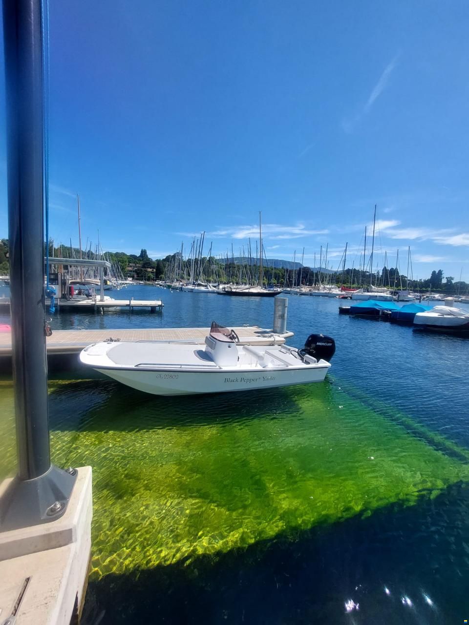 Black Pepper Tender 17