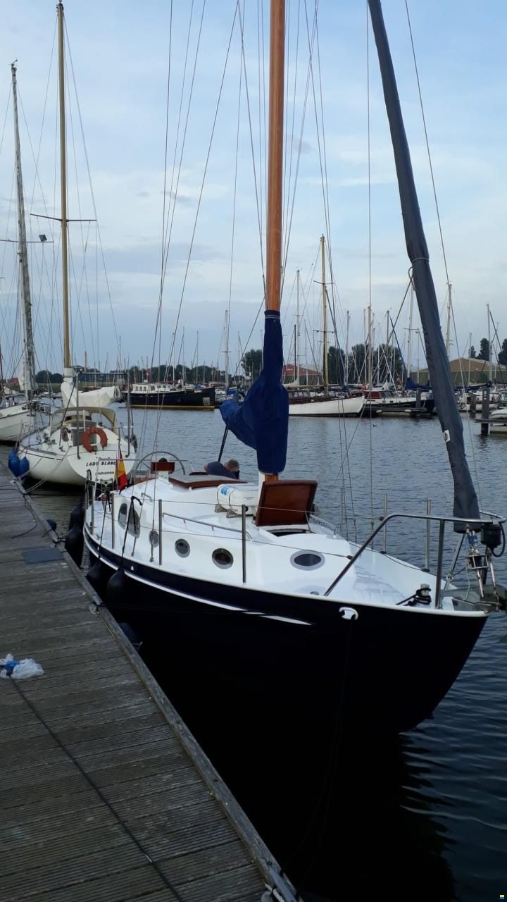 Moerman 29
