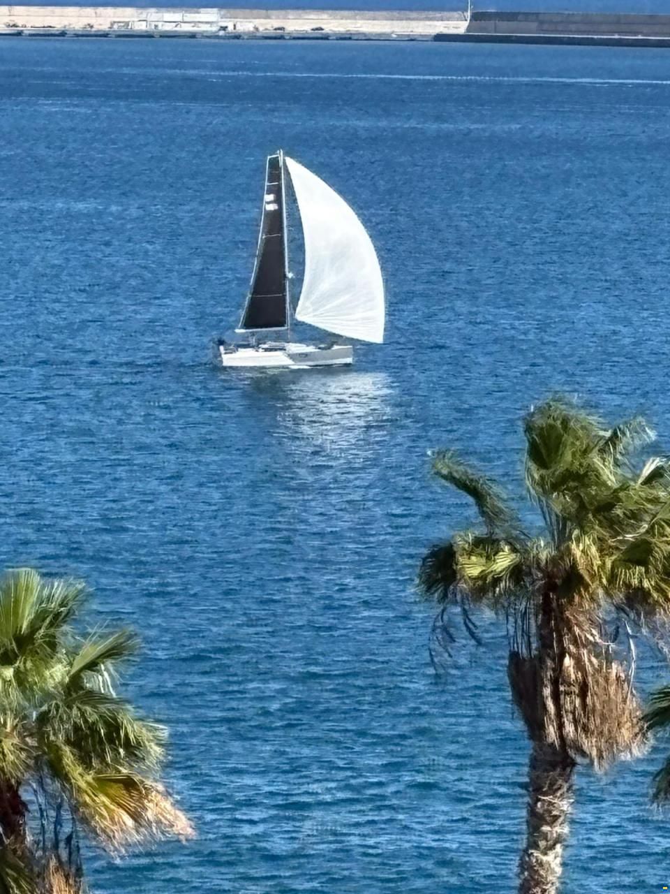 Pogo 30
