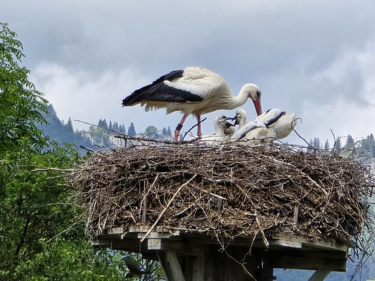 Beneteau Antares 880