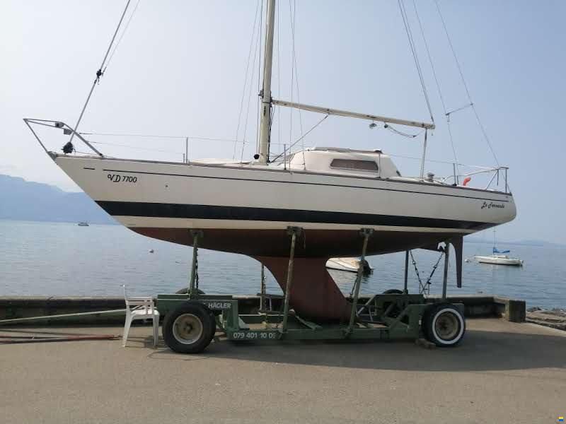 Mallard Écume de mer