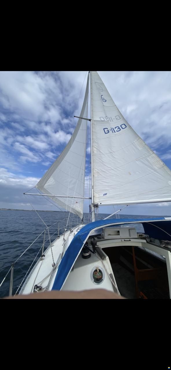 Albin Scampi 30