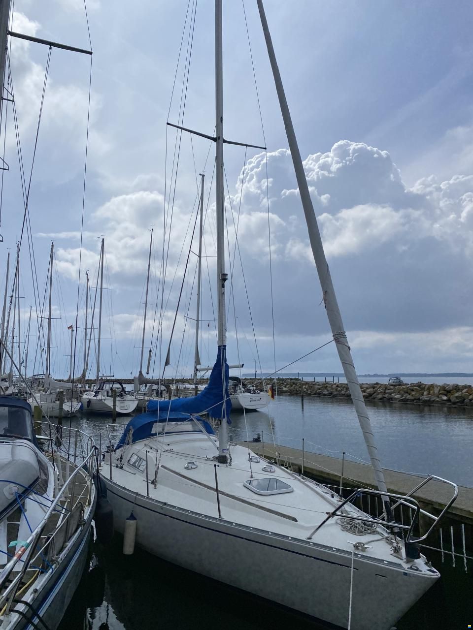 Albin Scampi 30