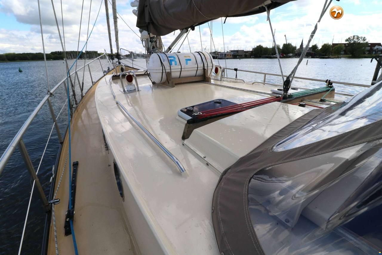 Danish Rose 42