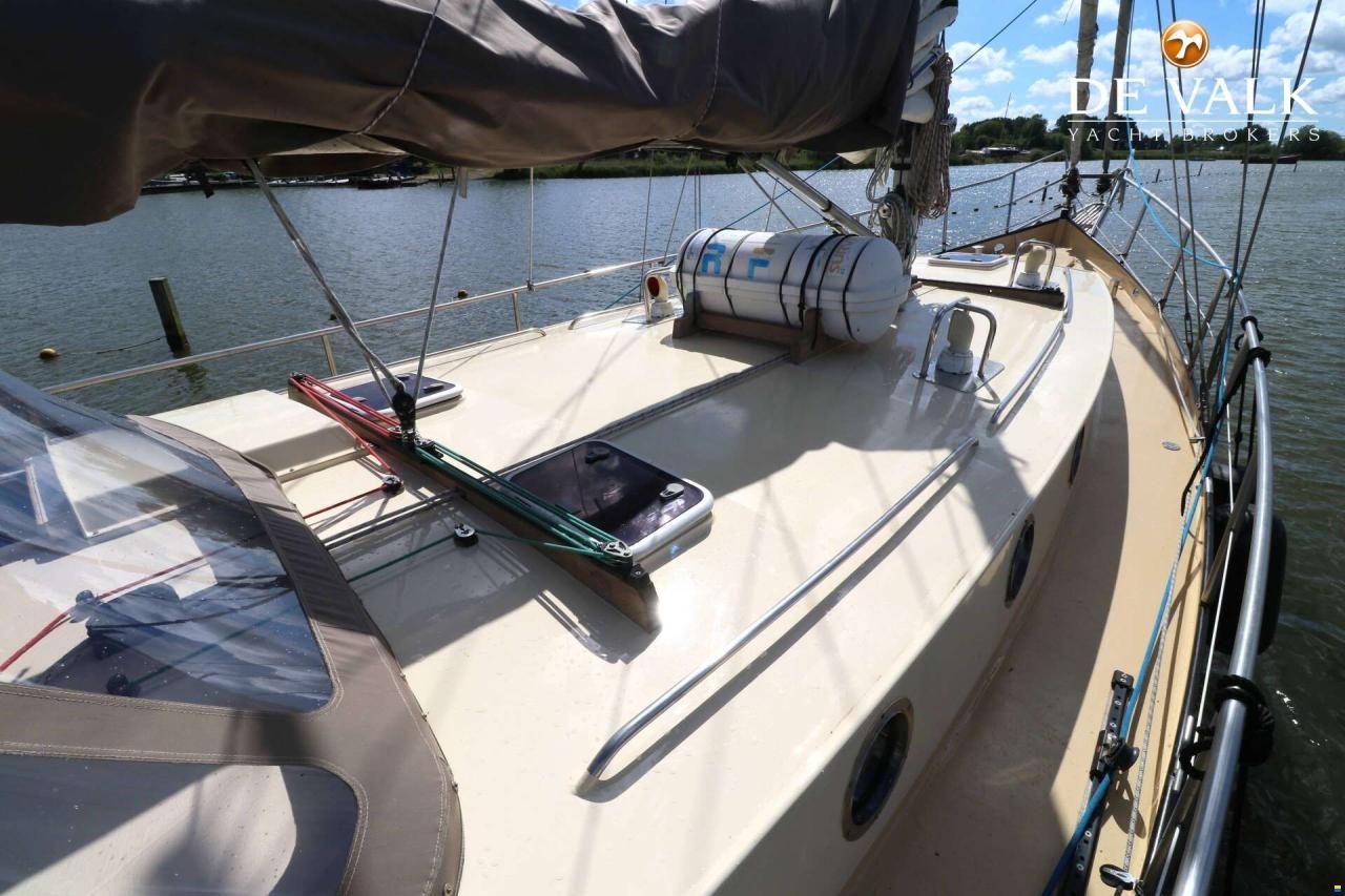 Danish Rose 42