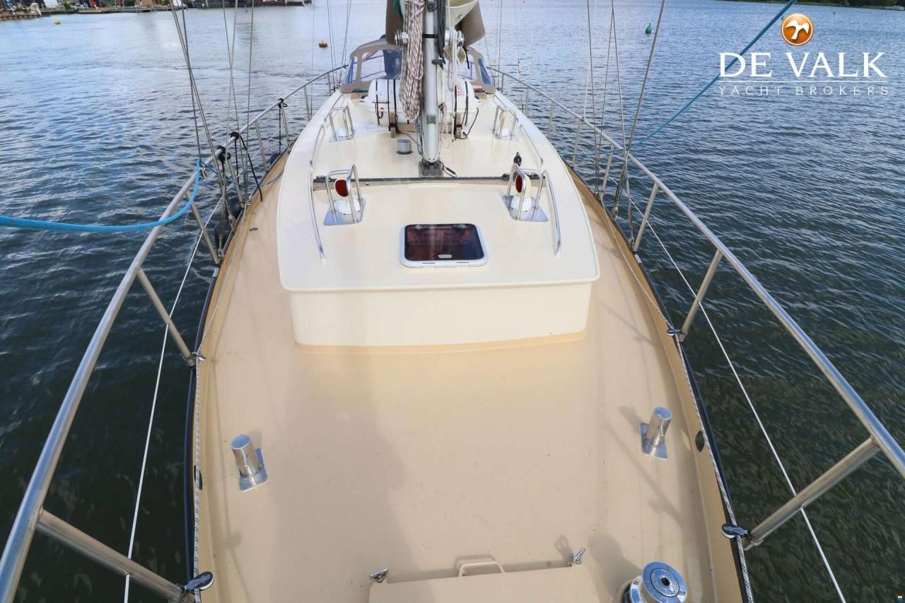 Danish Rose 42