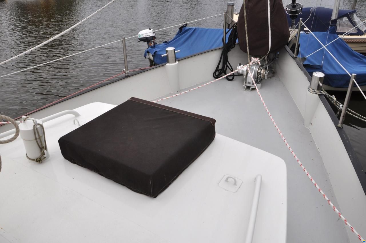 Danish Rose 31