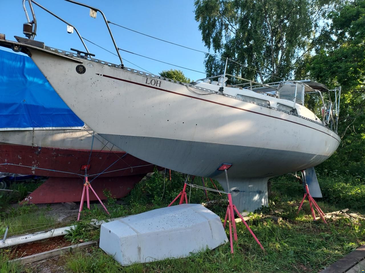 Netta 30