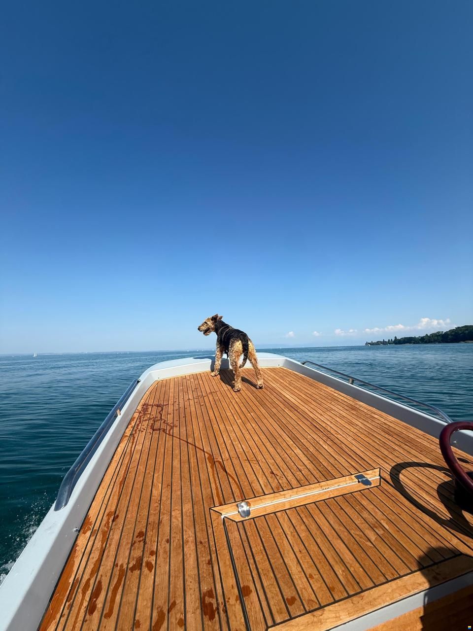 Black Pepper Tender 17