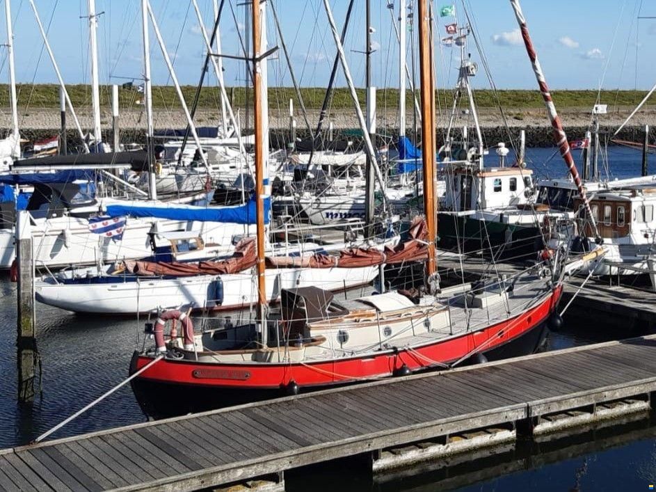 Danish Rose 31