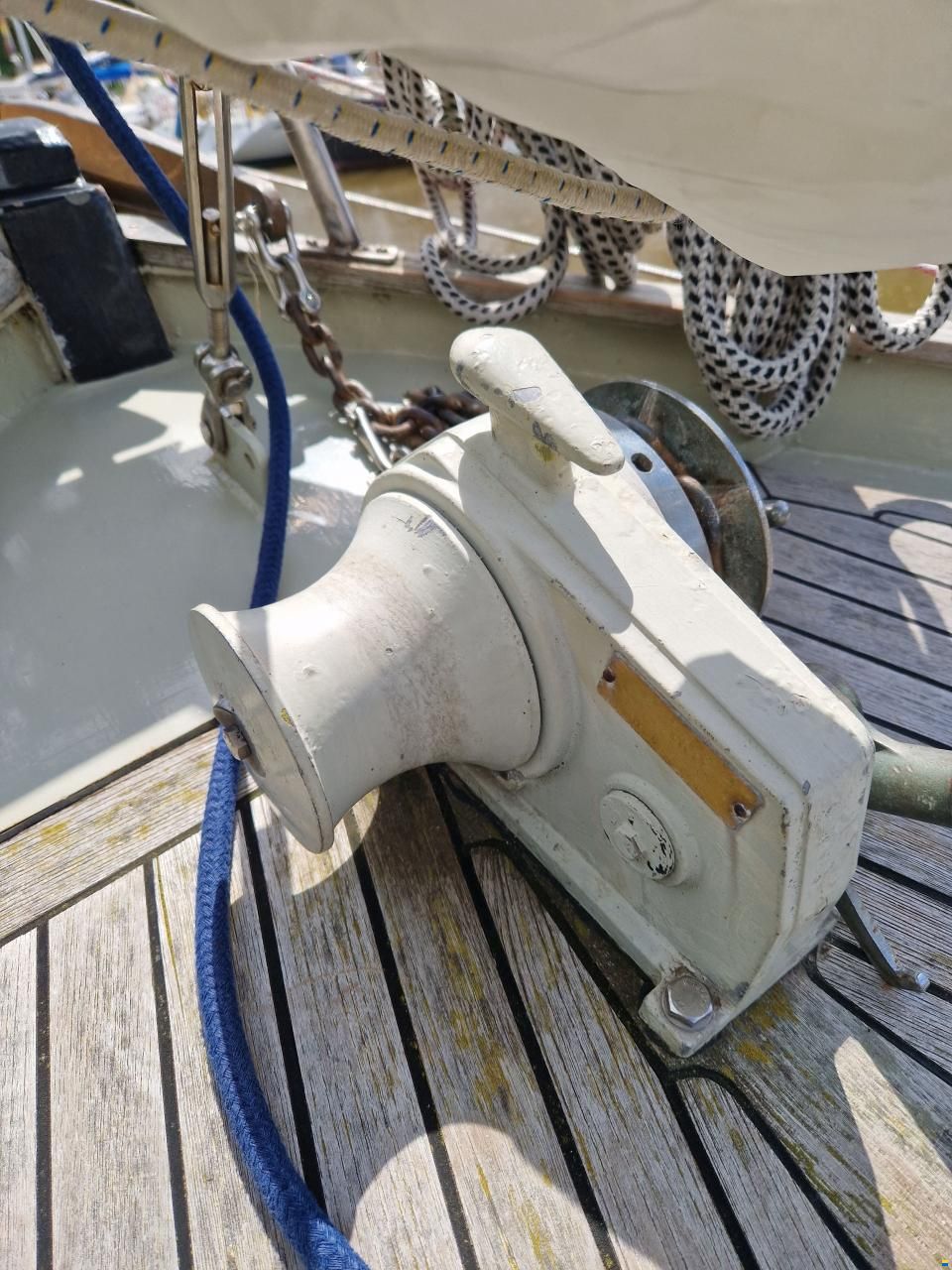 Danish Rose 31