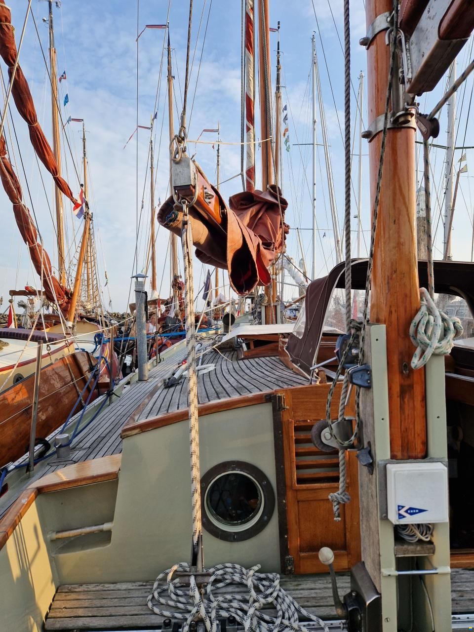 Danish Rose 31