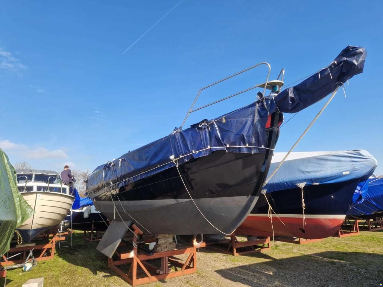 Danish Rose 31