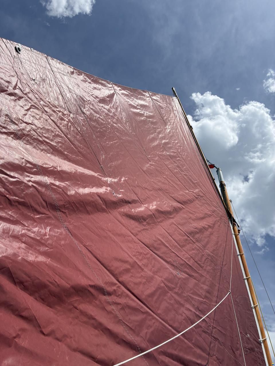 Tom Cat William Garden