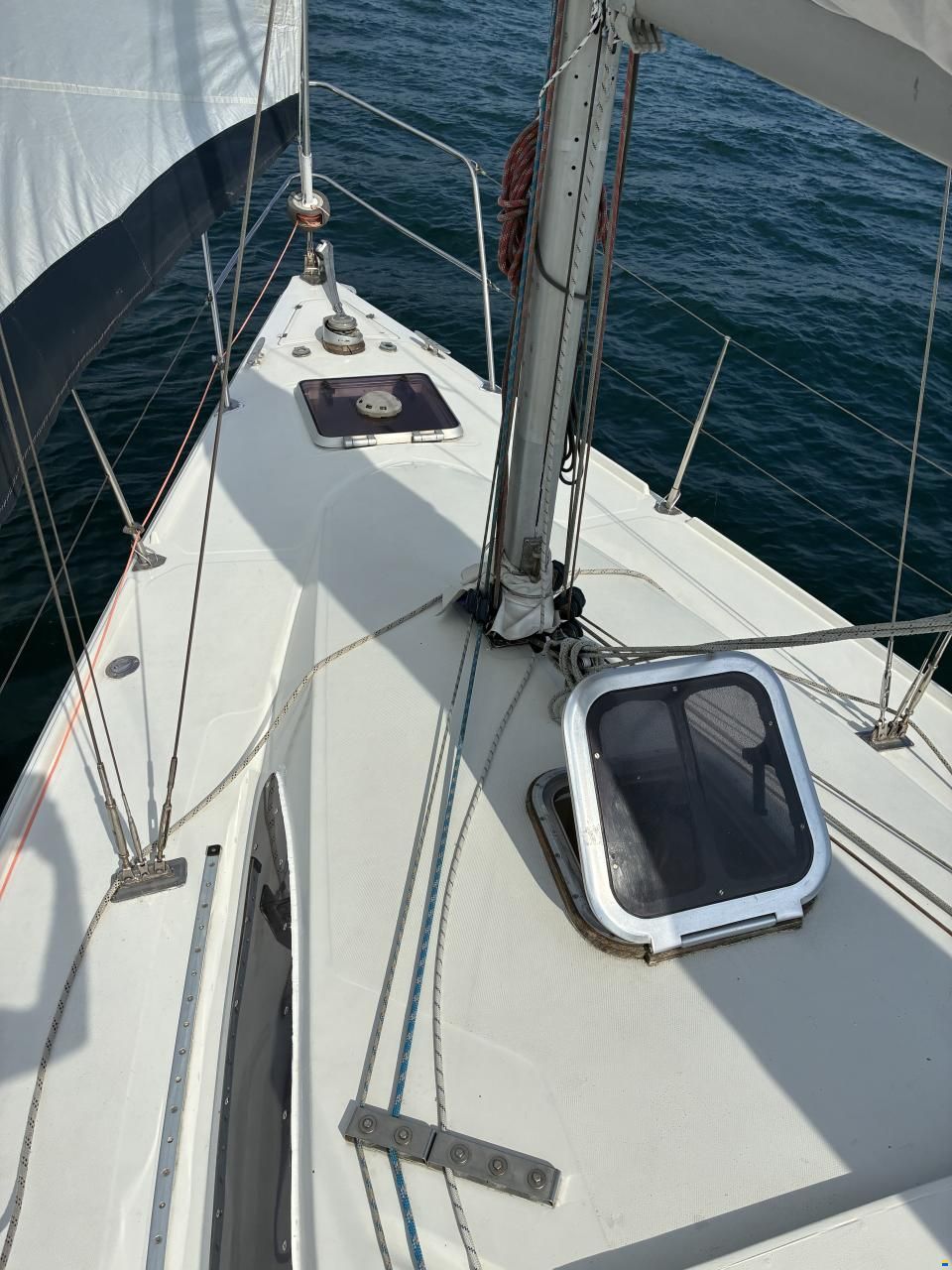 Stag 32