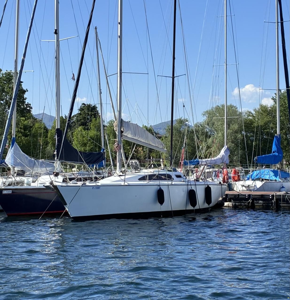Stag 32