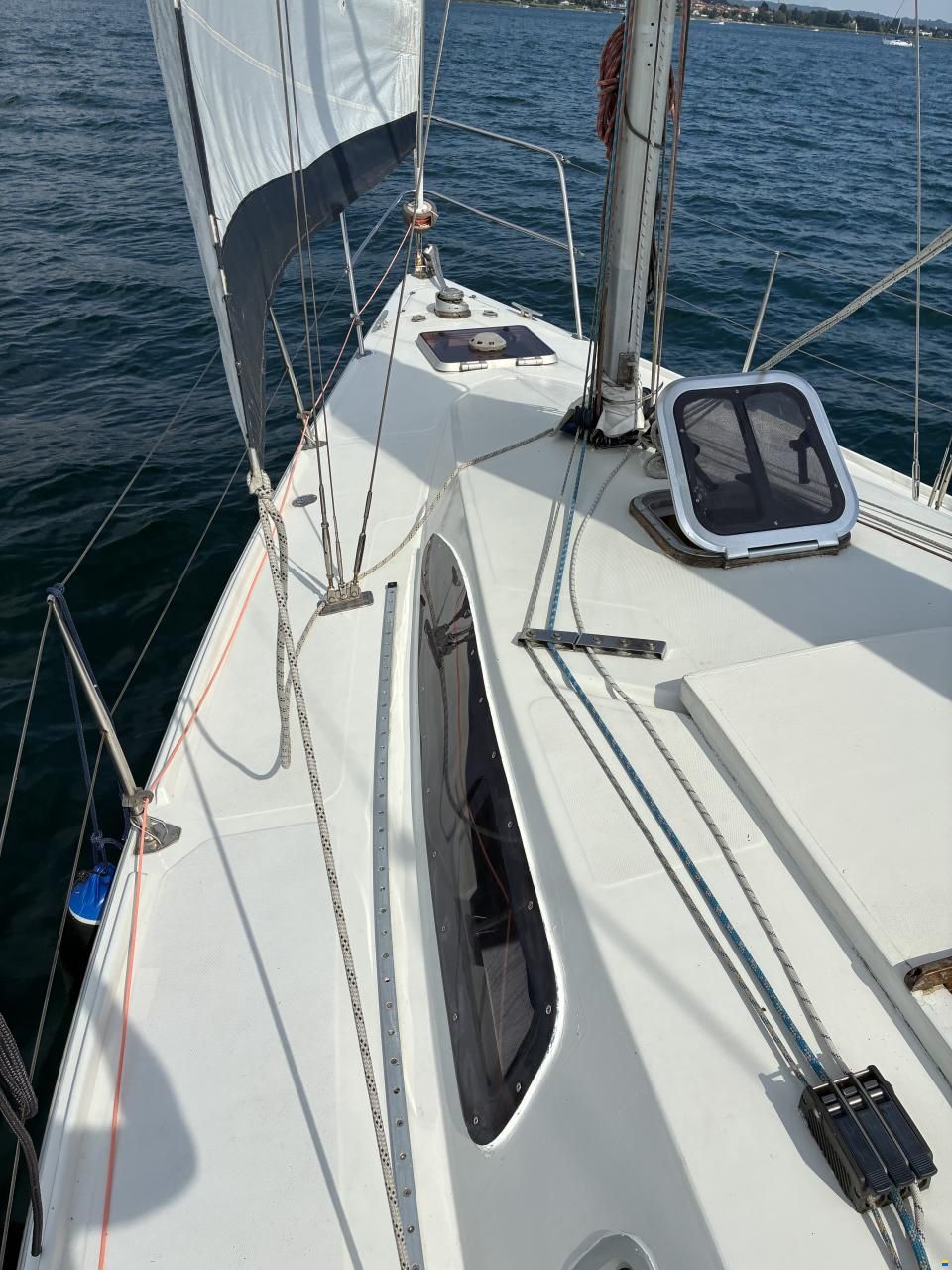 Stag 32