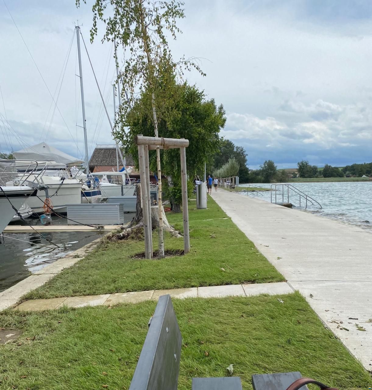 Delphia Platinum 989