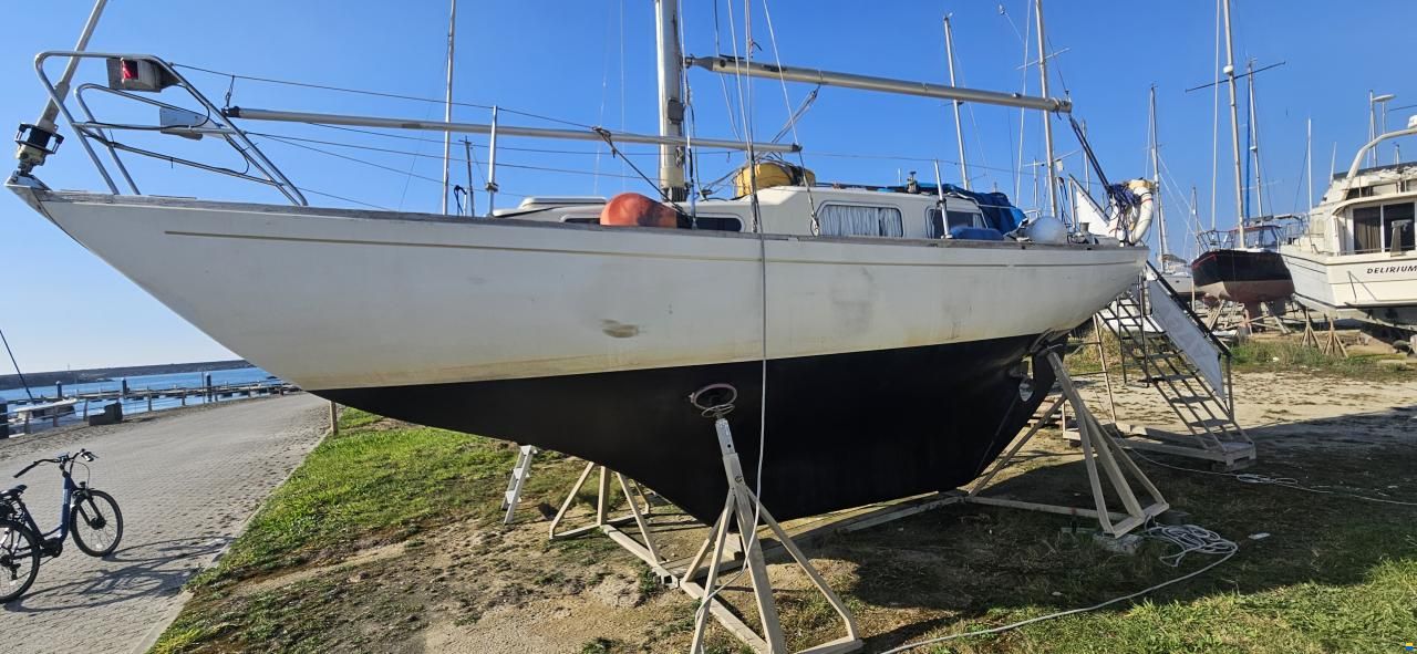 Great Dane 28