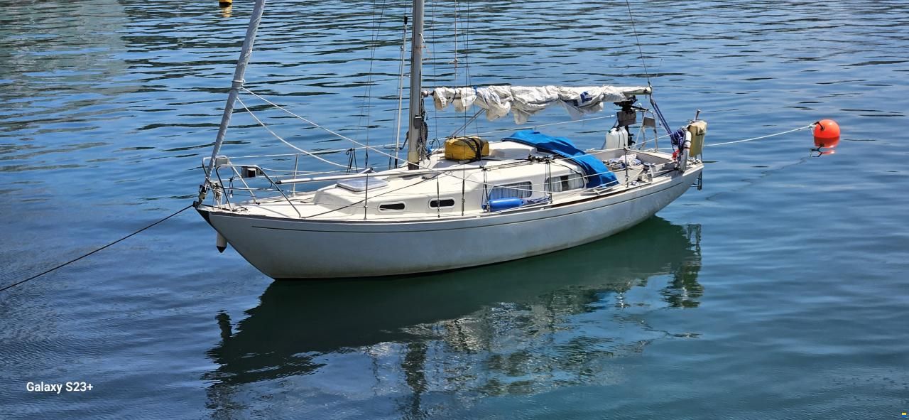 Great Dane 28