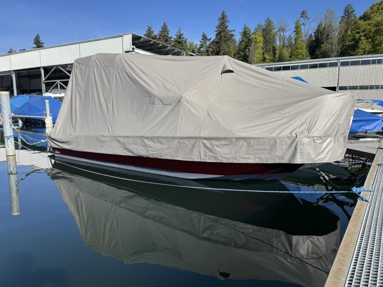 Chrisidon Microplus 502