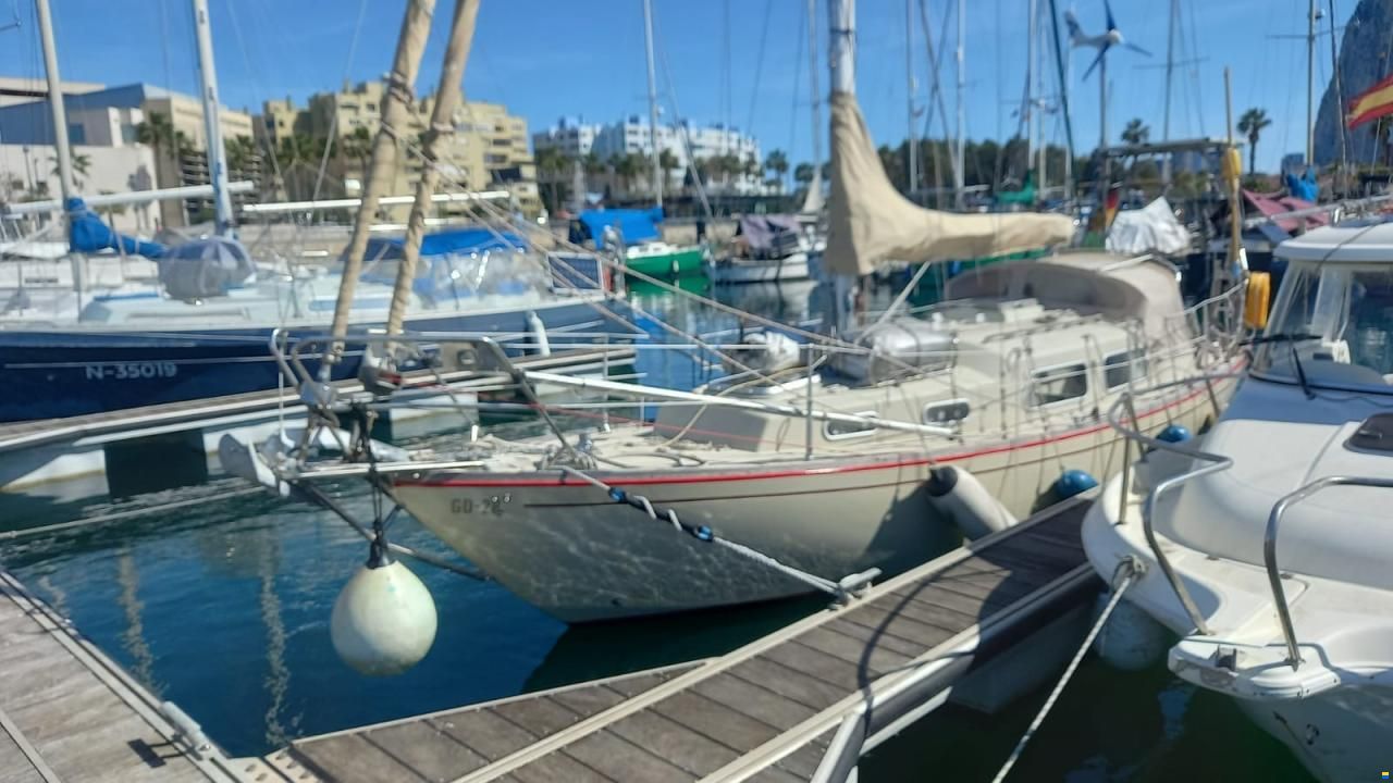 Klaus Baess Great Dane 28
